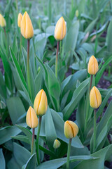 Yellow tulips close-up on a beautiful background