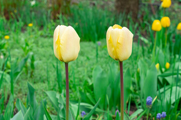 Yellow tulips close-up on a beautiful background