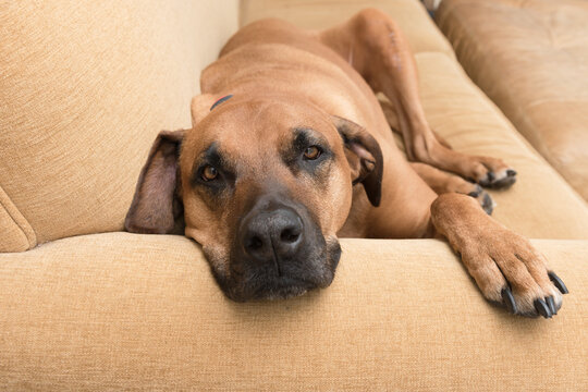 Depressed Dog sleeping on couch