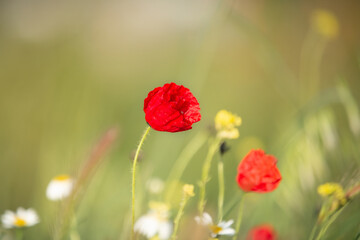 Wild poppy flower on the green field in rural Greece at sunset