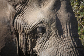Afrikanischer Elefant / African elephant / Loxodonta africana