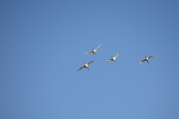 Afrikanischer Löffler oder Rotgesichtlöffler / African spoonbill / Platalea alba.