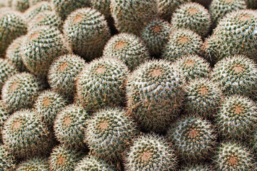 composizione di cactus