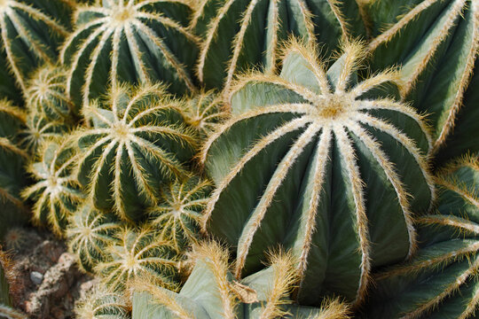 composizione di cactus