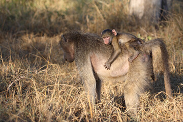 Bärenpavian / Chacma baboon / Papio ursinus