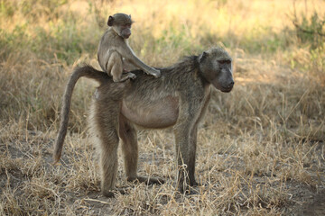 Bärenpavian / Chacma baboon / Papio ursinus