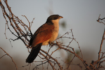 Tiputip / Burchell's coucal / Centropus superciliosus.