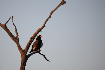 Gaukler / Bateleur / Terathopius ecaudatus