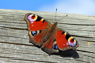Ein Schmetterling, ein Tagpfauenauge auf einem Holzuntergrund
