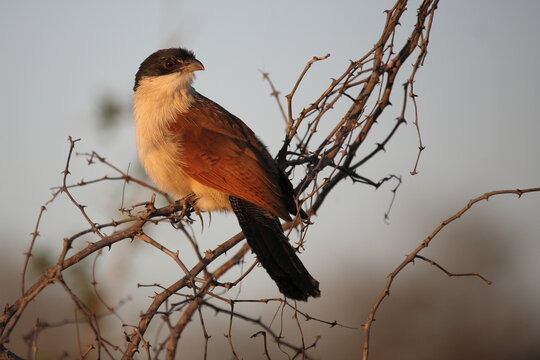 Tiputip / Burchell's coucal / Centropus superciliosus.