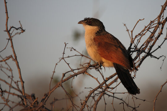 Tiputip / Burchell's coucal / Centropus superciliosus.