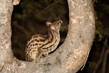 Südliche Großfleck-Ginsterkatze / South African large-spotted genet / Genetta tigrina.