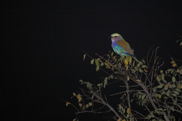 Gabelracke / Lilac-breasted roller / Coracias caudata.