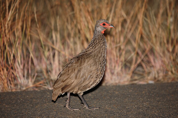 Swainsonfrankolin / Swainson's francolin or Swainson's spurfowl / Francolinus swainsonii.