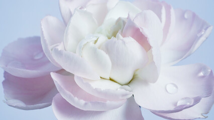 Macro photo of white-pink carnation flower bud close-up on blue background.Texture soft petals of carnation.Beautiful banner of flowers.Scientific name is Dianthus.Wedding postcard.Mothers day flower