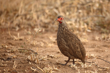 Swainsonfrankolin / Swainson's francolin or Swainson's spurfowl / Francolinus swainsonii.