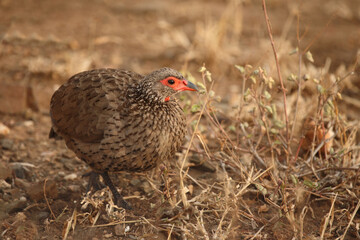 Swainsonfrankolin / Swainson's francolin or Swainson's spurfowl / Francolinus swainsonii.
