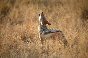 Schabrackenschakal / Black-backed jackal / Canis mesomelas