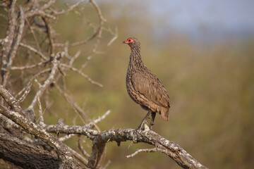 Swainsonfrankolin / Swainson's francolin or Swainson's spurfowl / Francolinus swainsonii.