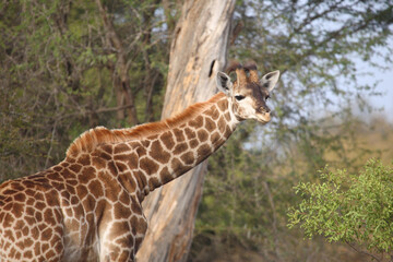 Giraffe / Giraffe / Giraffa camelopardalis