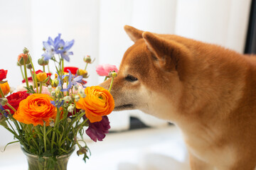 Cute red shiba inu dog is sniffling a bouquet of bright ranunculus flowers