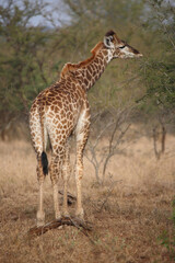 Giraffe / Giraffe / Giraffa camelopardalis