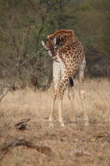 Giraffe / Giraffe / Giraffa camelopardalis