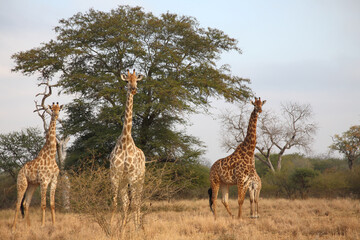 Giraffe / Giraffe / Giraffa camelopardalis
