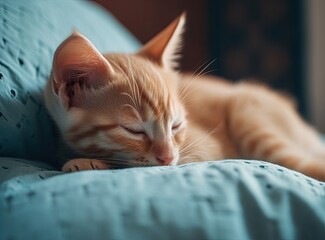 Kitten sleeping on a blue pillow