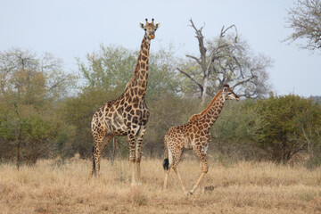 Giraffe / Giraffe / Giraffa camelopardalis