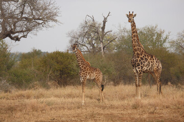 Giraffe / Giraffe / Giraffa camelopardalis