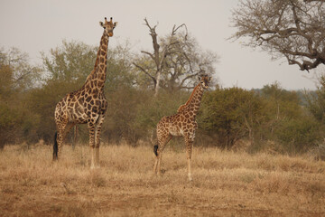Giraffe / Giraffe / Giraffa camelopardalis