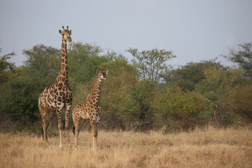 Giraffe / Giraffe / Giraffa camelopardalis