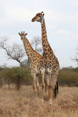 Giraffe / Giraffe / Giraffa camelopardalis