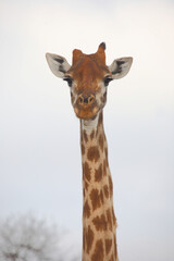 Giraffe / Giraffe / Giraffa camelopardalis