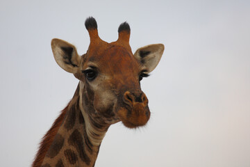 Giraffe / Giraffe / Giraffa camelopardalis