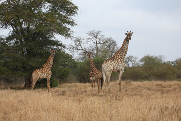 Giraffe / Giraffe / Giraffa camelopardalis