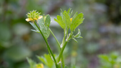 Young greenery of wild spinyfruit buttercup growing outside. Botanical name Ranunculus Muricatus.