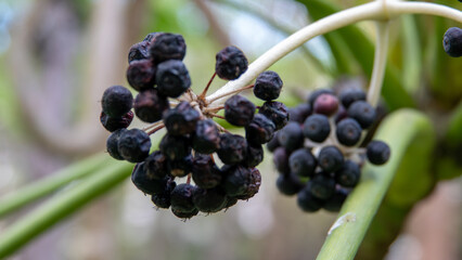 The decorative blue black berries of Viburnum tinus 'Eve Price'. A small evergreen winter flowering...