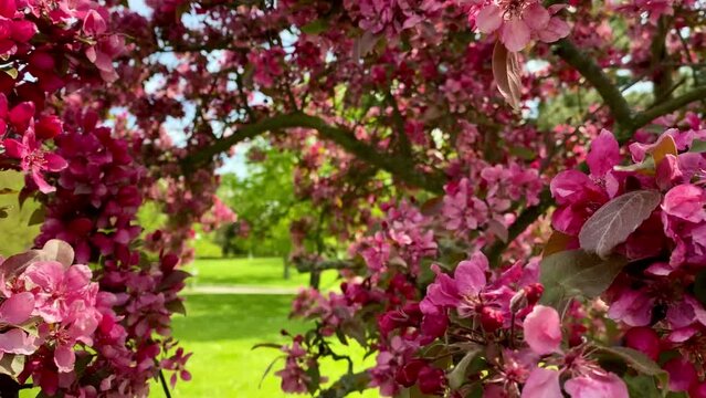 An apple tree fruit tree in bright pink bloom in a city park in May. Generative AI