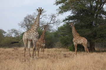 Giraffe / Giraffe / Giraffa camelopardalis