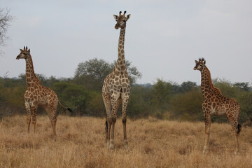 Giraffe / Giraffe / Giraffa camelopardalis