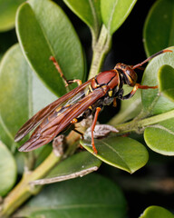 Wasp