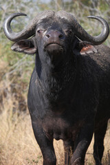 Kaffernbüffel / African buffalo / Syncerus caffer