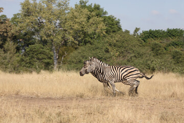 Steppenzebra / Burchell's zebra / Equus quagga burchellii.