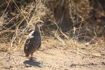 Swainsonfrankolin / Swainson's francolin or Swainson's spurfowl / Francolinus swainsonii..