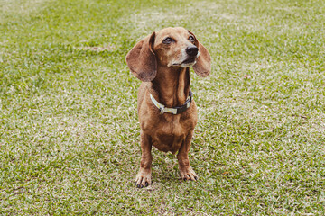 Dachshund portrait in the field. Venecia, Antioquia, Colombia. 