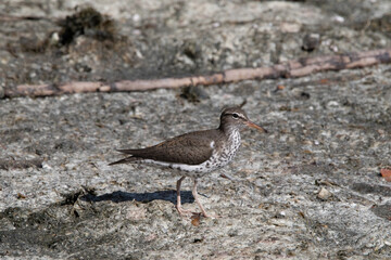 A spotted sandpiper standing on the shoreline