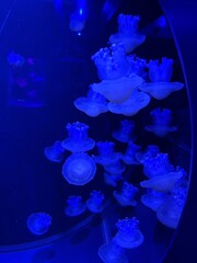 jellyfish in aquarium