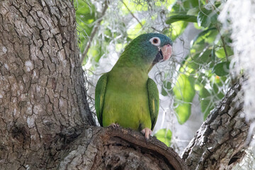 A blue-crowned parakeet standing in a tree